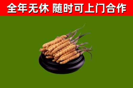 安源区回收散虫草
